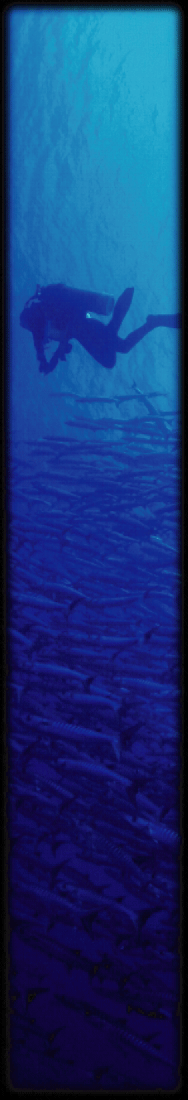 �o���N�[�_