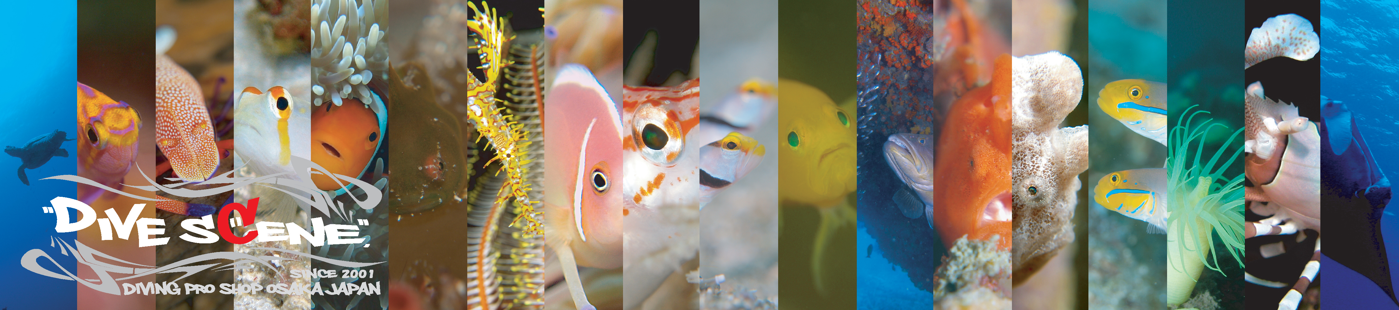 �ɒO�̃_�C�r���O�V���b�v�A�_�C�u�V�[���B