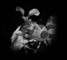 �t���\�f�G�r