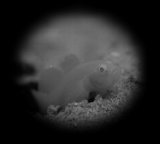 �~�W���x�j�n�[