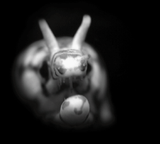 �g���E�c�{