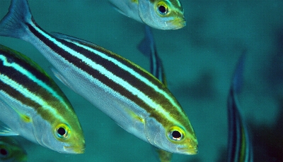 �V���Q�W��