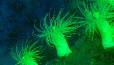 �V���Q�X��