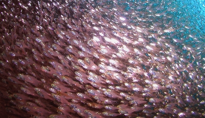 �W���S��