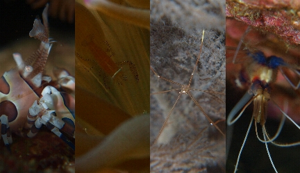 �P���P�O��