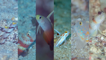 �P�O���X��