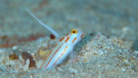 ���V���n�[