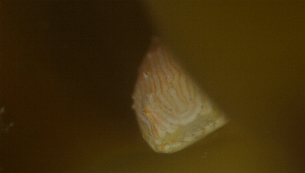 �S���P��