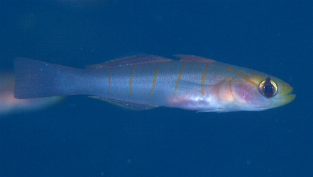 �W���P�X��