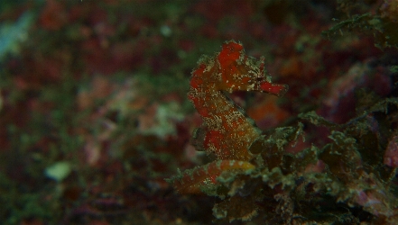 �X���R�O��