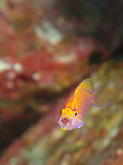 �n�i�S���x