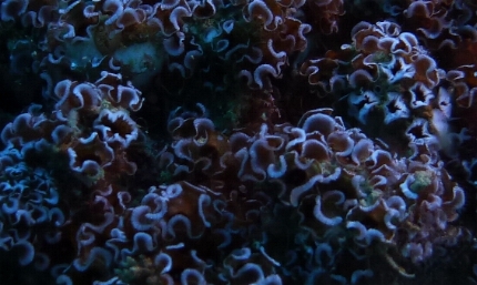 �C�����g��