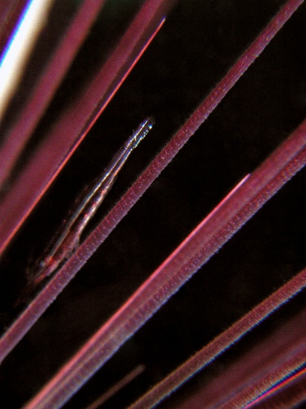 �K���K�[�J�N���G�r