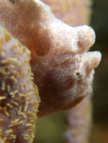 �J�G���A���R�E