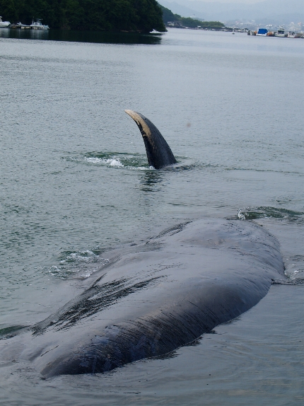 ���q������B