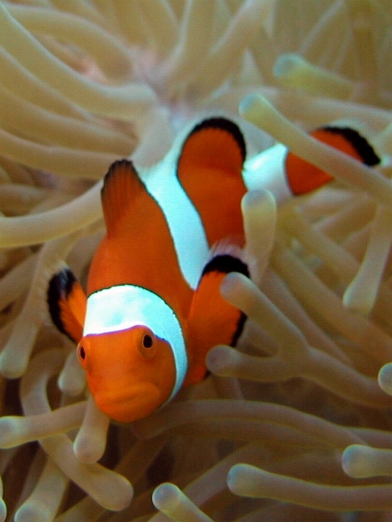 �J�N���N�}�m�~